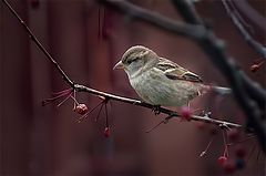 photo "Striped Sparrow"