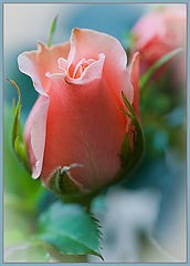 photo "***"
