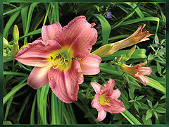 photo "Hemerocallis"