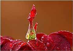 фото "Rise Above"