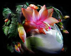 photo "***"