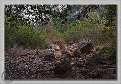 фото "Riverbed"