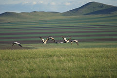 фото "Журавли"
