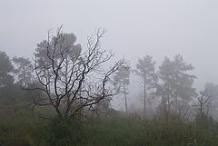 фото "Утро.Дождь.Туман"