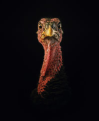 photo "El Caballero"