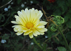 photo "***"