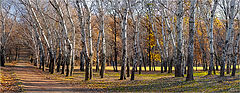фото "Березовая роща"