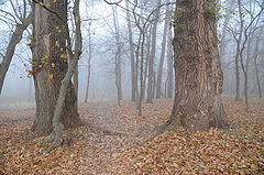 photo "***"