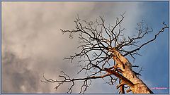 photo "***"