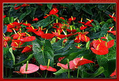 фото "Just fresh garden flowers"