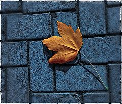 photo "Solo lone leaf."