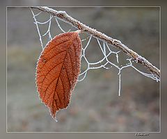 photo "***"