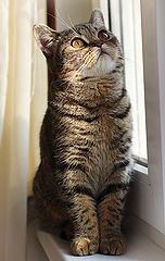photo "кошка"