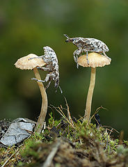 photo "долгоносики,макро"