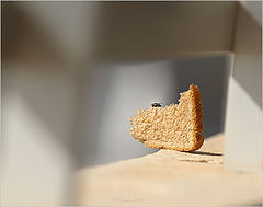 photo "El desayuno"