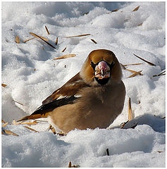 фото "Обыкновенный дубонос/Coccothraustes coccothraustes"