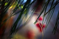 photo "***"