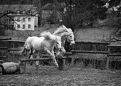 фото "entraînement hippique"