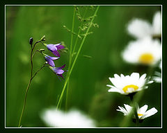 photo "***"