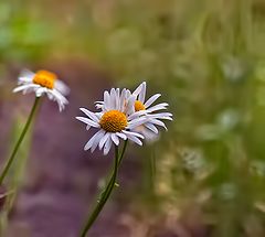 photo "White daisy daisy embraced ..."