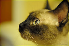photo "Su alma"