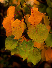 photo "Refleccion de otoño en un tono oscuro"