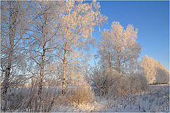 фото "Березы белые"