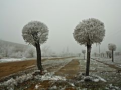 фото "Деревья на камнях"