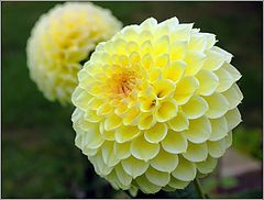 photo "Dahlia."