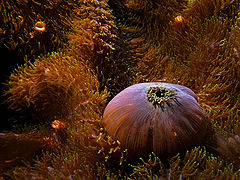 photo "The mouths of the world VI"