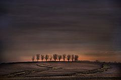 photo "Trees on a Hill"