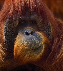 photo "Animal?"