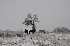 фото "Зима"