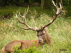 фото "Wildlife"