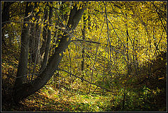 photo "***"