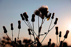 фото "sun set"