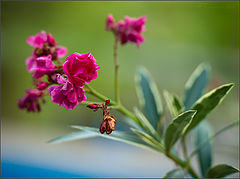 photo "Colores de otoño"