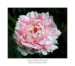 photo "Peonie 'Sarah Bernhardt'"