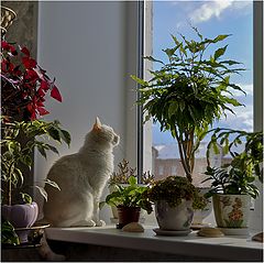 photo "***"