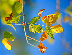photo "Colores de otoño (2)"