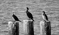 photo "pedestal"