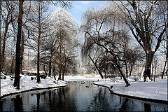 photo "Winter in the park"