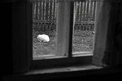 photo "***"