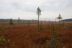 фото "Северное болото"