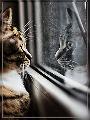 photo "***"