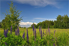 фото "Люпины"