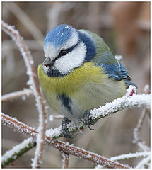 фото "Parus caeruleus - Лазоревка"