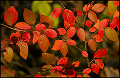 photo "Autumn Flowers"