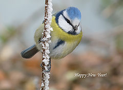 фото "лазо́ревка (лат. Cyanistes caeruleus)"