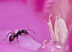 photo "Fotoduel. Ant in a pink kingdom."